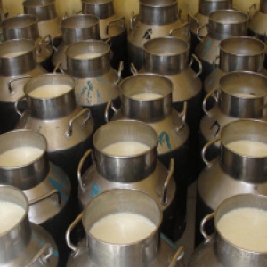 طرح توجیهی جمع آوری شیر به ظرفیت 8500 کیلوگرم در روز